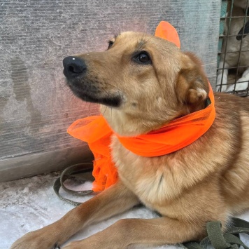 Собаки в добрые руки - Яшма