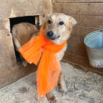 Собаки в добрые руки - Яшма - 1