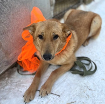 Собаки в добрые руки - Яшма - 2