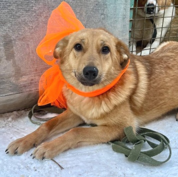 Собаки в добрые руки - Яшма - 3