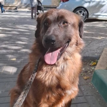 Собаки в добрые руки - Герда