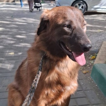 Собаки в добрые руки - Герда - 1