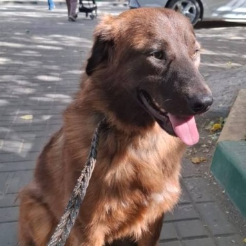 Собаки в добрые руки - Герда - 2