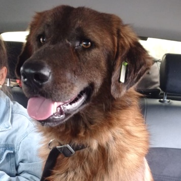 Собаки в добрые руки - Герда - 3