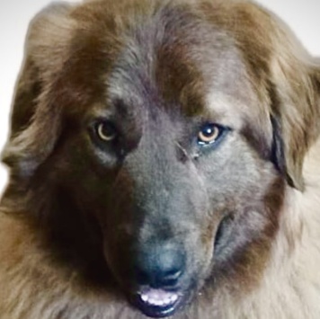 Собаки в добрые руки - Герда - 4