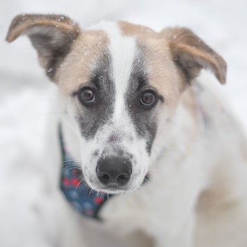 Кокосик - Собаки в добрые руки