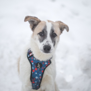 Собаки в добрые руки - Кокосик - 1