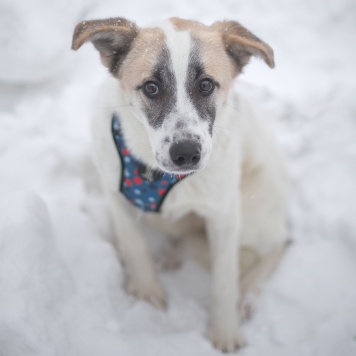 Собаки в добрые руки - Кокосик - 2