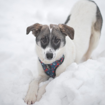 Собаки в добрые руки - Сироп - 1