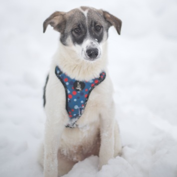 Собаки в добрые руки - Сироп - 2