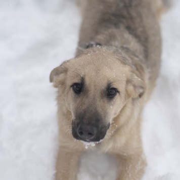 Айва - Собаки в добрые руки