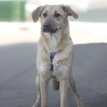 Айва - Собаки в добрые руки