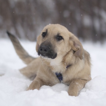 Собаки в добрые руки - Айва - 1