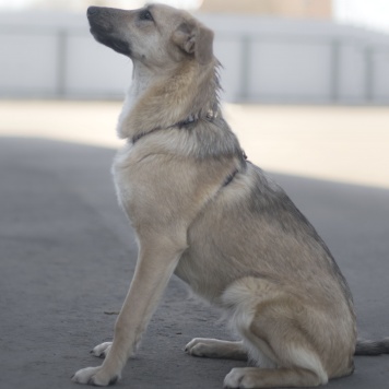 Собаки в добрые руки - Айва - 1