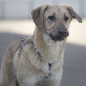 Собаки в добрые руки - Айва - 2