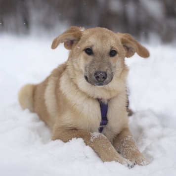 Хурма - Собаки в добрые руки