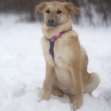 Собаки в добрые руки - Хурма - 1