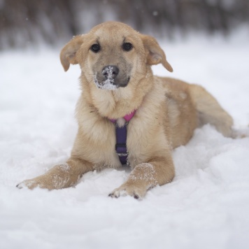Собаки в добрые руки - Хурма - 2