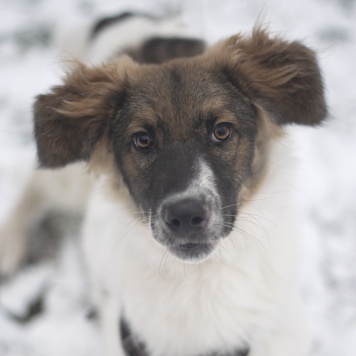 Собаки в добрые руки - Смарти
