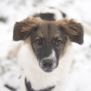 Собаки в добрые руки - Смарти - 1