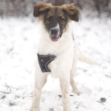 Собаки в добрые руки - Смарти - 2