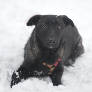 Собаки в добрые руки - Черри