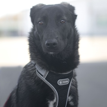 Черри - Собаки в добрые руки