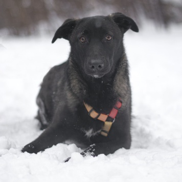 Собаки в добрые руки - Черри - 1