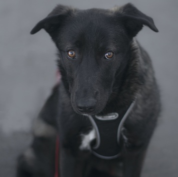 Собаки в добрые руки - Черри - 1