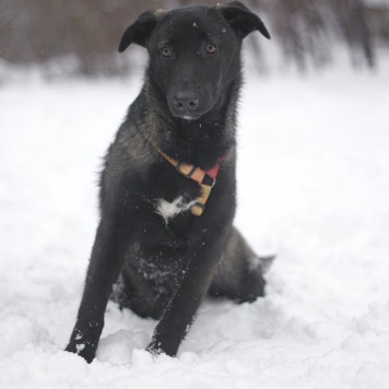 Собаки в добрые руки - Черри - 2