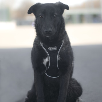 Собаки в добрые руки - Черри - 2