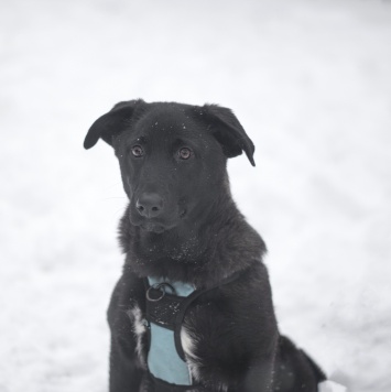 Неро - Собаки в добрые руки