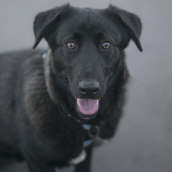 Неро - Собаки в добрые руки