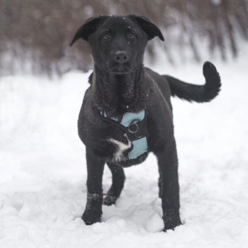 Собаки в добрые руки - Неро - 1