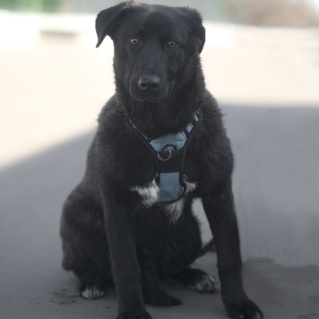 Собаки в добрые руки - Неро - 1