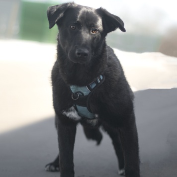 Собаки в добрые руки - Неро - 2