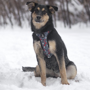 Точка - Собаки в добрые руки