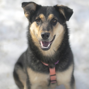 Точка - Собаки в добрые руки