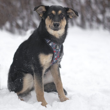 Собаки в добрые руки - Точка - 1