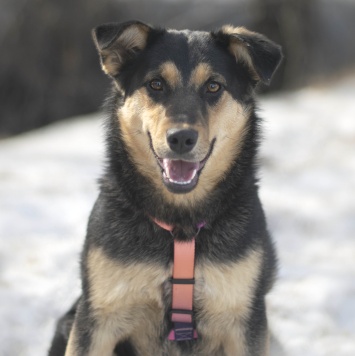 Собаки в добрые руки - Точка - 1