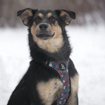 Собаки в добрые руки - Точка - 2