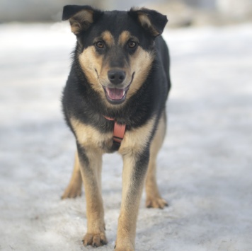 Собаки в добрые руки - Точка - 2