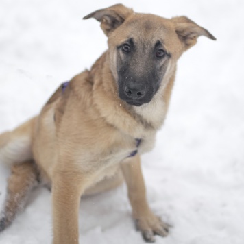 Цукат - Собаки в добрые руки