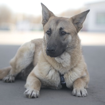 Цукат - Собаки в добрые руки
