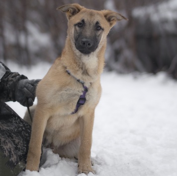 Собаки в добрые руки - Цукат - 1
