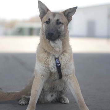 Собаки в добрые руки - Цукат - 1