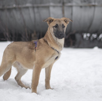 Собаки в добрые руки - Цукат - 2