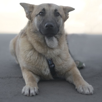 Собаки в добрые руки - Цукат - 2