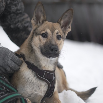 Собаки в добрые руки - Патрик