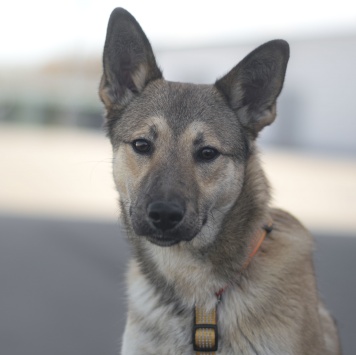 Патрик - Собаки в добрые руки